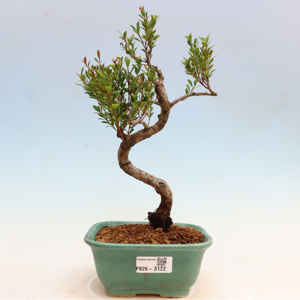 Kamerbonsai - Syzygium - Pimento