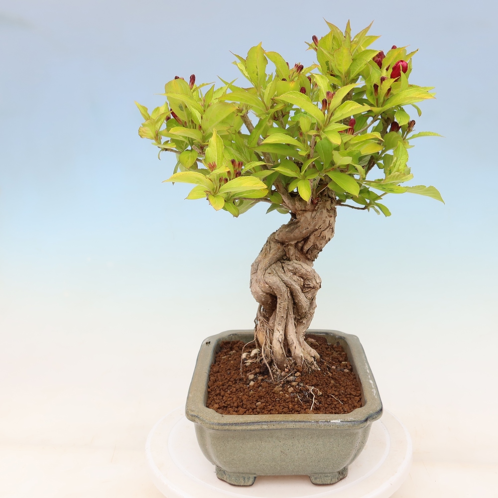 Buitenbonsai - Weigela subsessilis - Koreaanse weigela