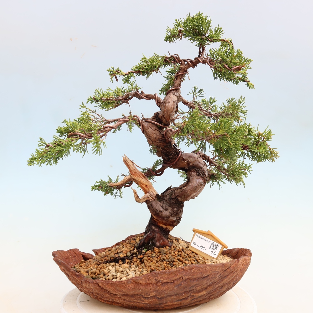 Bonsai voor buiten - Juniperus chinensis Itoigawa-Juniperus chinensis