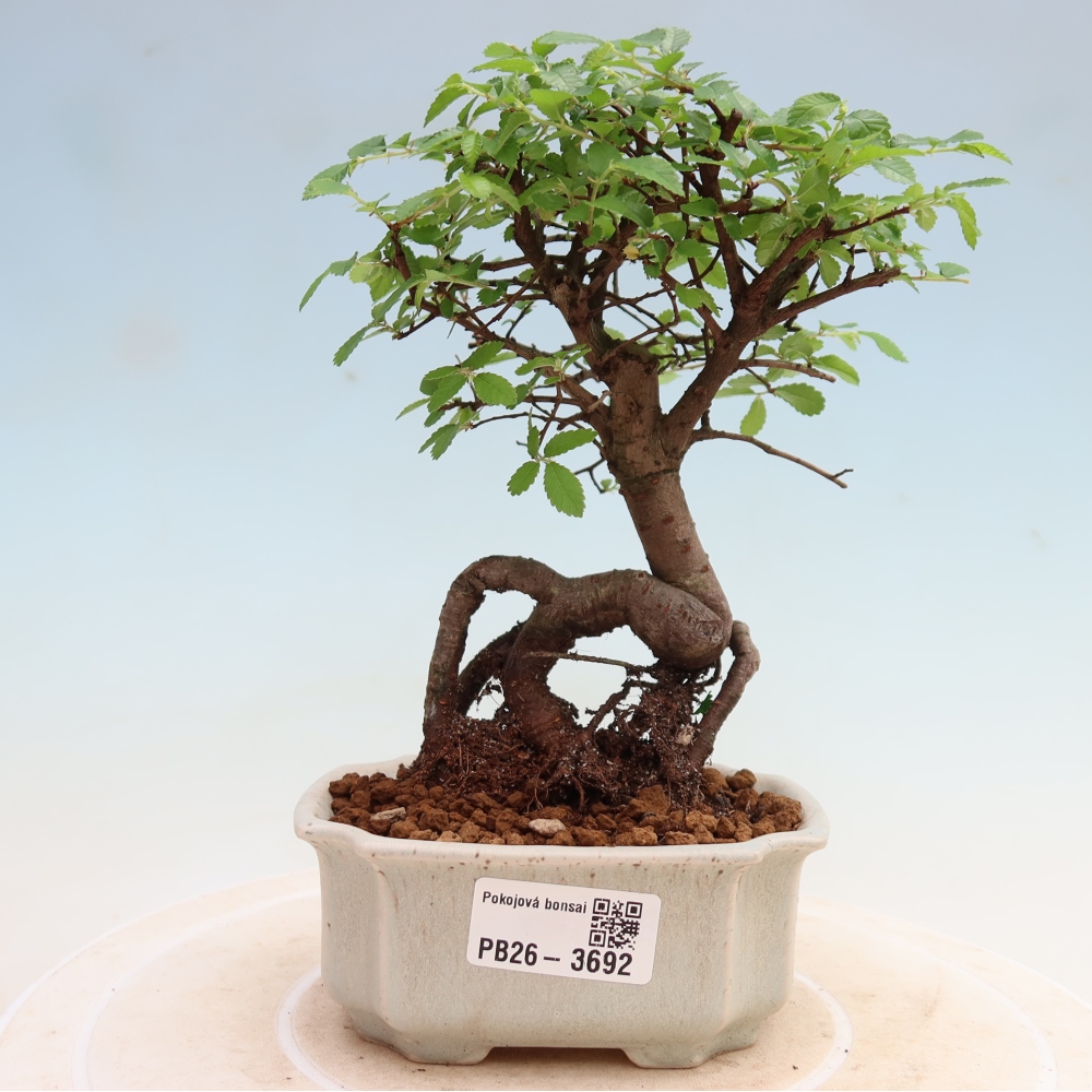 Kamerbonsai - Ulmus parvifolia - Winteriep