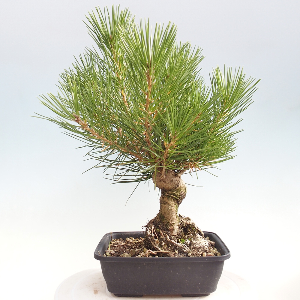 Bonsai voor buiten - Pinus thunbergii - Thunberg den