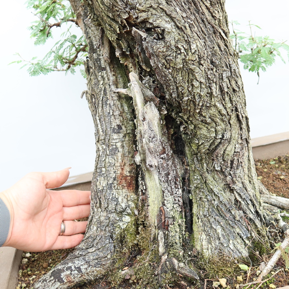 Kamerbonsai - Arabische acacia's