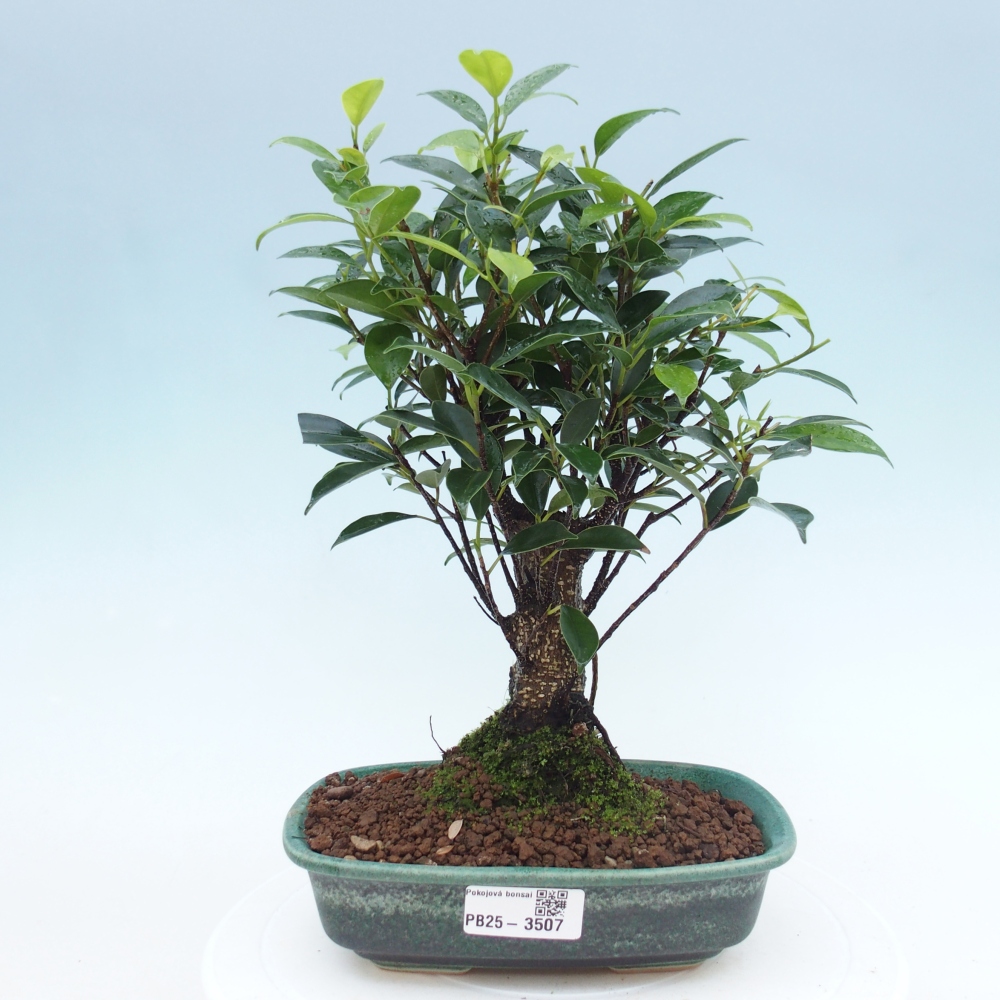 Kamerbonsai - Ficus retusa - kleinbladige ficus