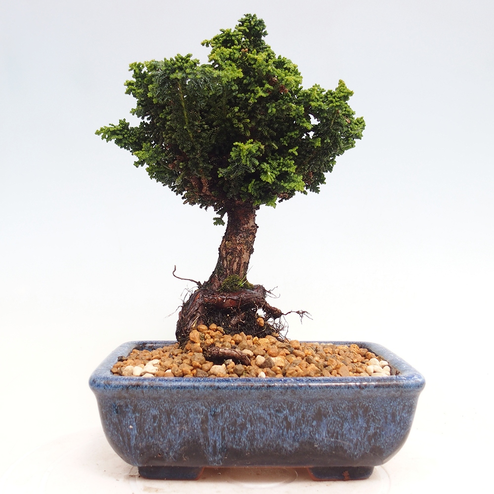 Bonsai voor buiten - Cham. obtusa SEKKA HINOKI - Cipres