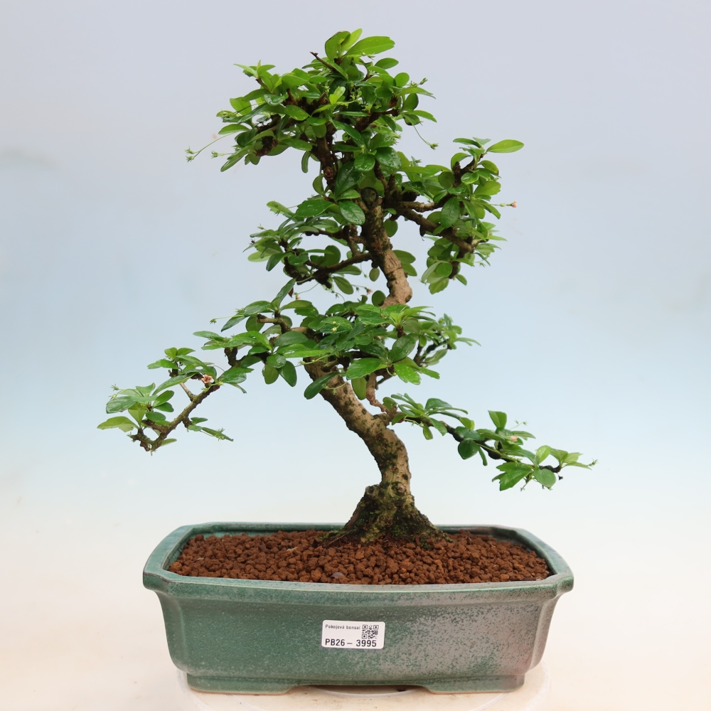 Kamerbonsai - Carmona macrophylla - Thee fuki