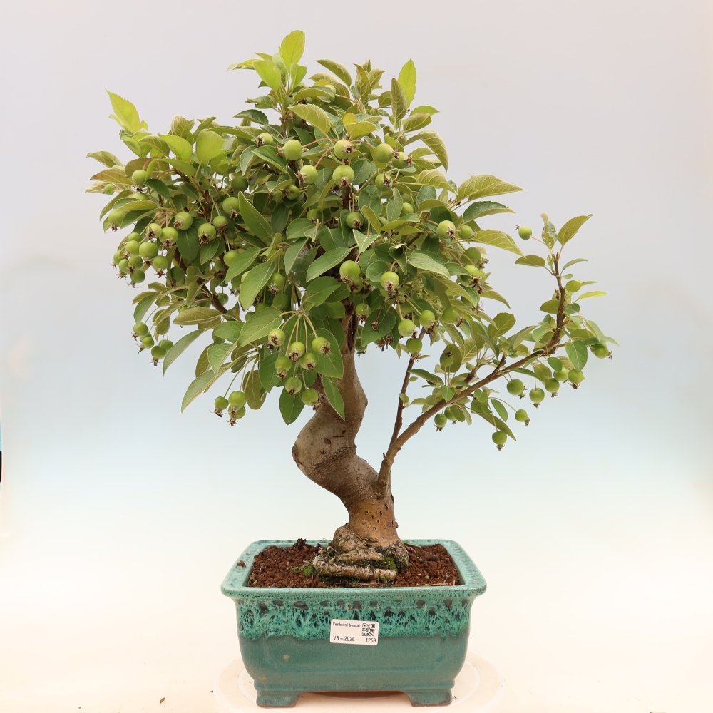 Bonsai voor buiten -Malus halliana - Appelboom met kleine vruchten