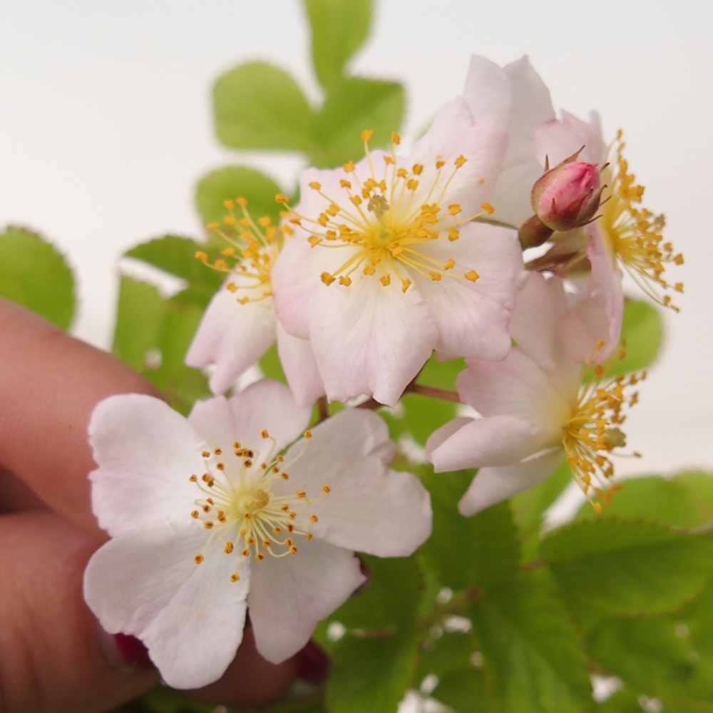 Bonsai voor buiten - Rosa sp. - kleinbloemige roos