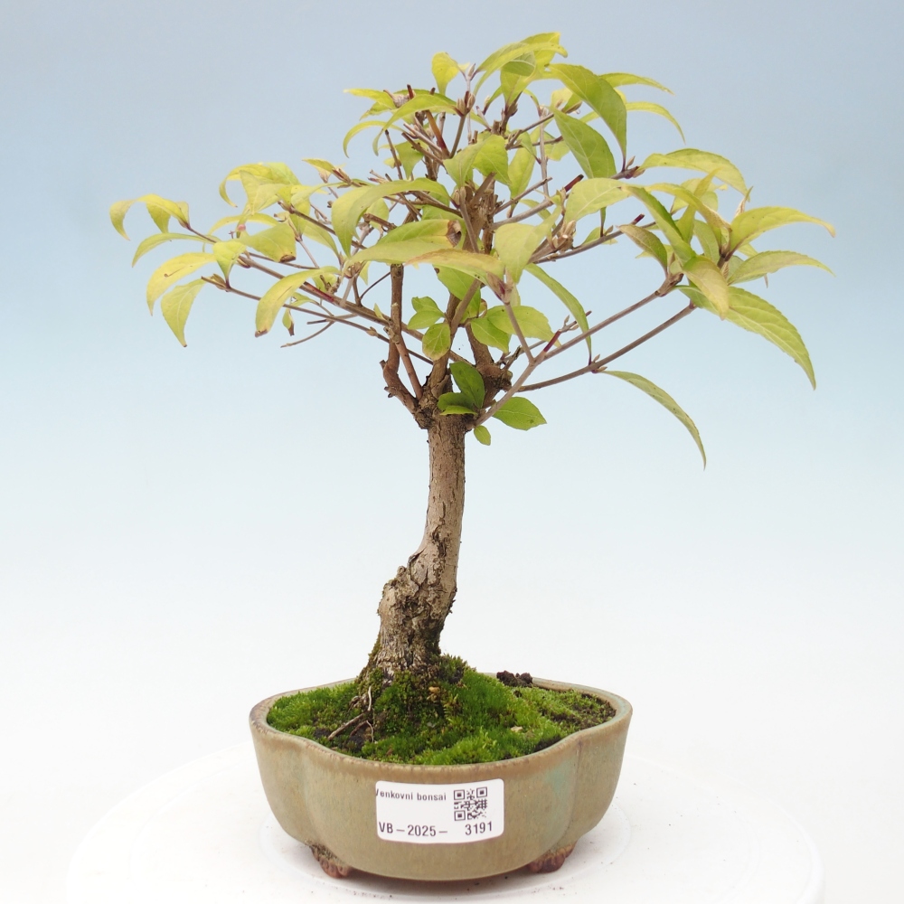 Bonsai voor buiten - Callicarpa japonica