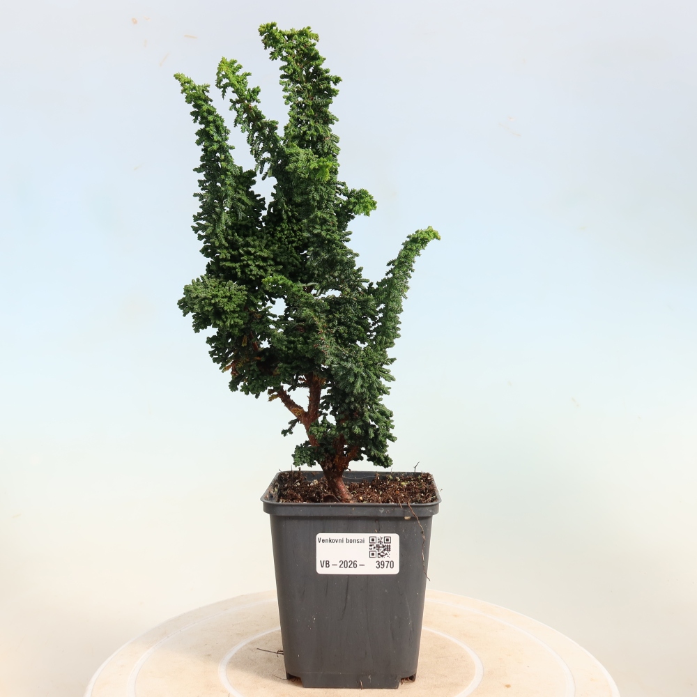 Bonsai voor buiten - Cham. obtusa SEKKA HINOKI - Cipres
