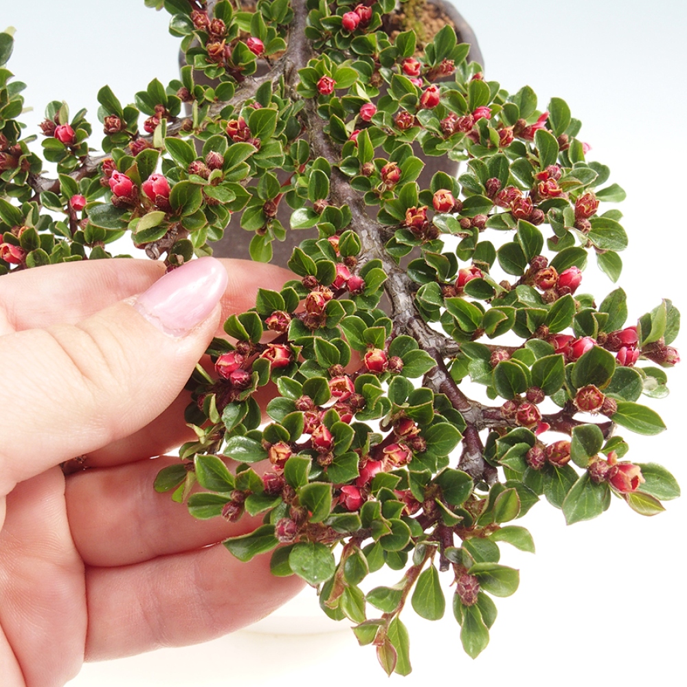 Bonsai-Cotoneaster horizontalis voor buiten - Rocky Mountain