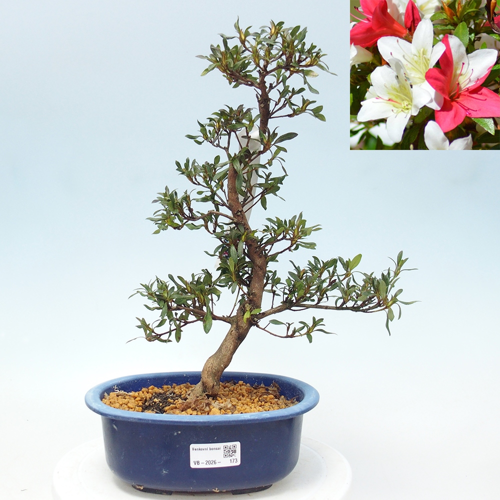 Bonsai voor buiten - Japanse azalea - Azalea CHIHIRO