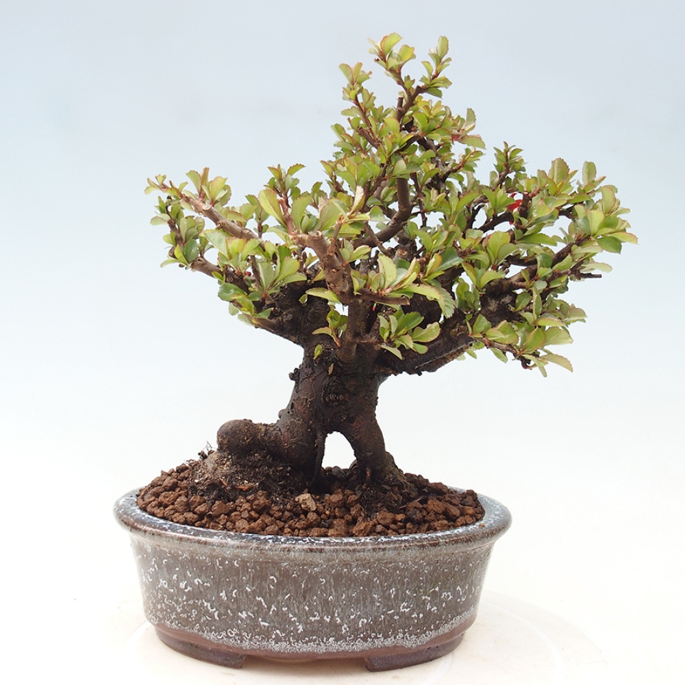 Bonsai voor buiten - Chaneomeles speciosa - Kweepeer