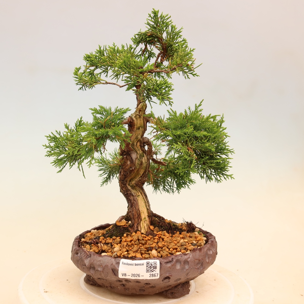 Bonsai voor buiten - Juniperus chinensis Itoigawa