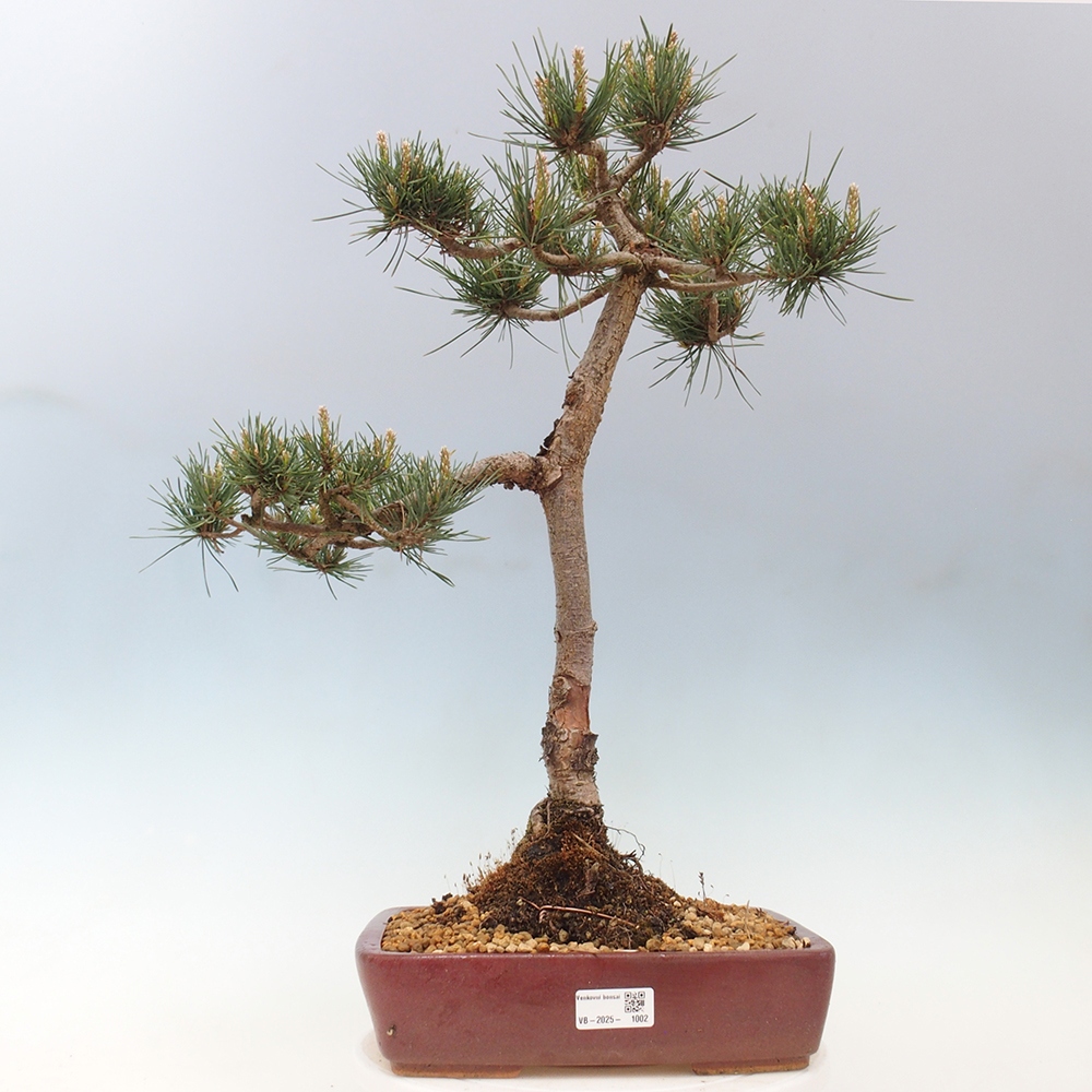 Bonsai voor buiten - Pinus Sylvestris Watererri - grove den
