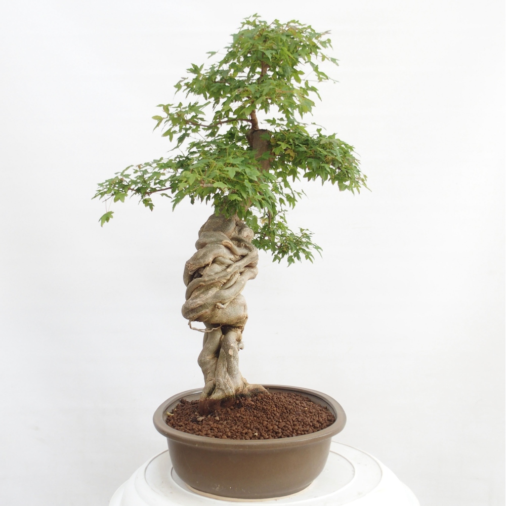 Bonsai voor buiten - Acer Buergerianum - Burgeresdoorn