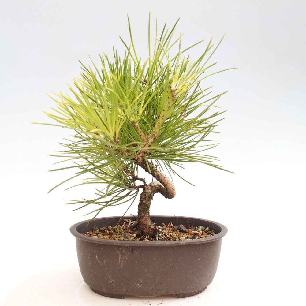Bonsai voor buiten - Pinus thunbergii - Thunberg den