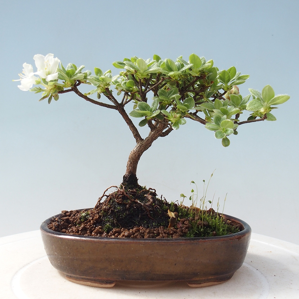 Bonsai voor buiten - Rhododendron indicum - Japanse azalea