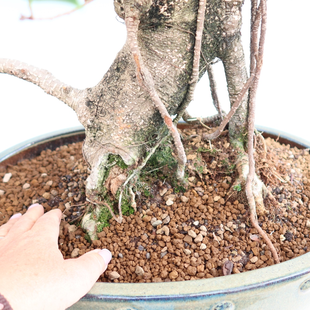 Kamerbonsai - Ficus kimmen - kleinbladige ficus
