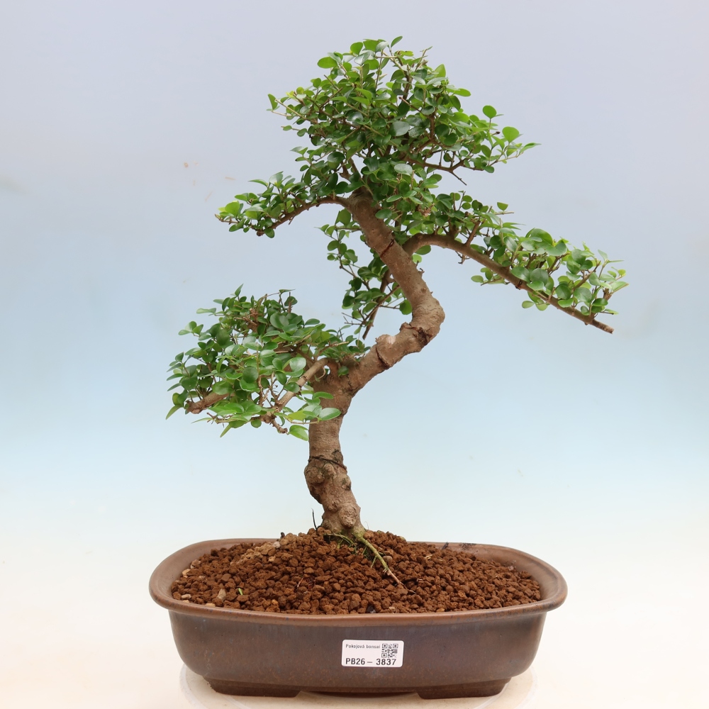 Kamerbonsai -Ligustrum retusa - kleinbladige vogelbek