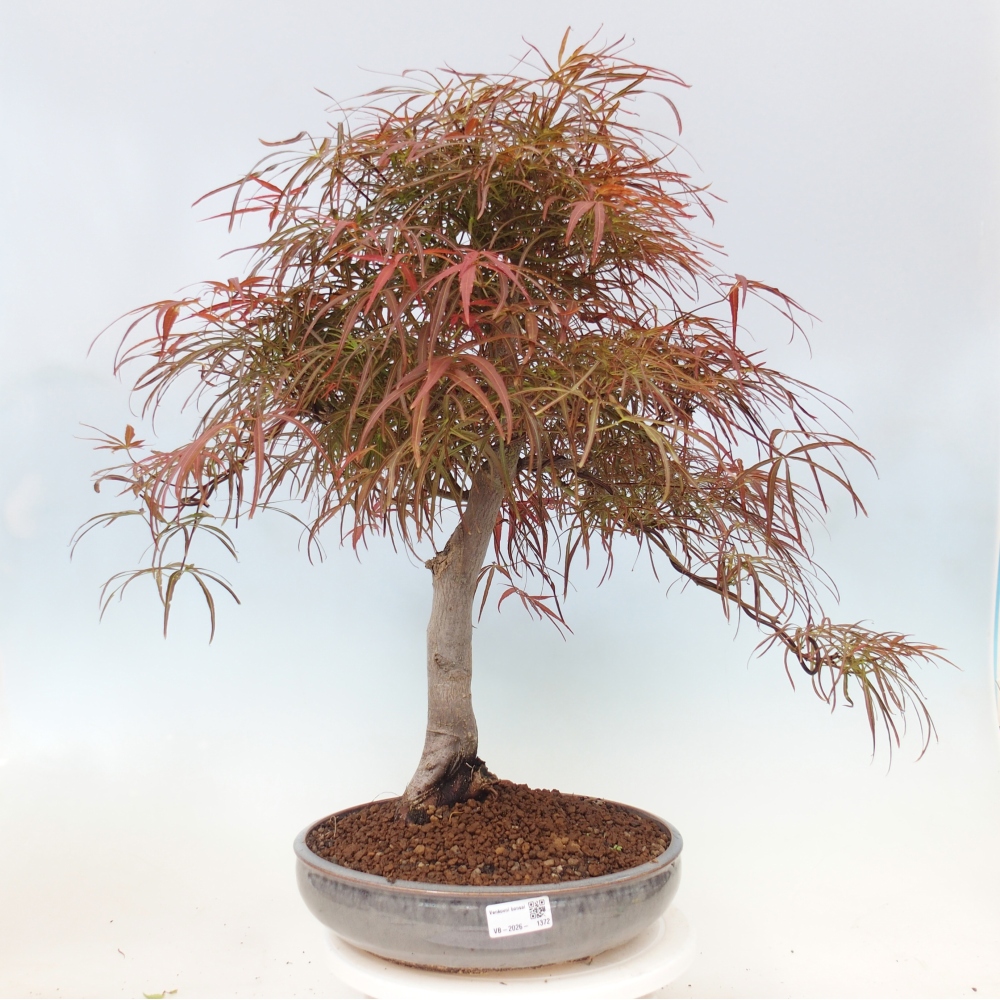 Bonsai voor buiten - Acer palmatum RED PYGMY