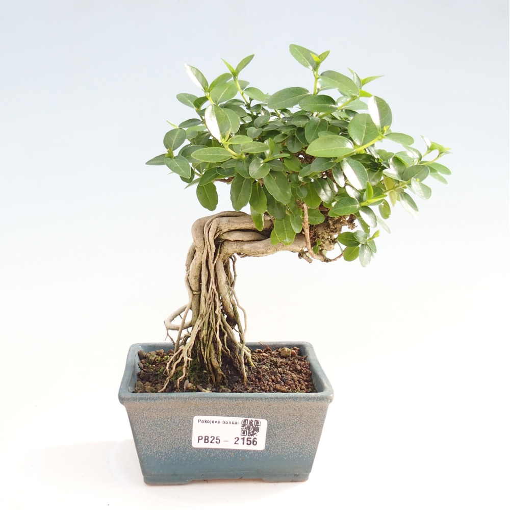 Bonsai voor binnen - Premna serratifolia - Kozlovna malolista