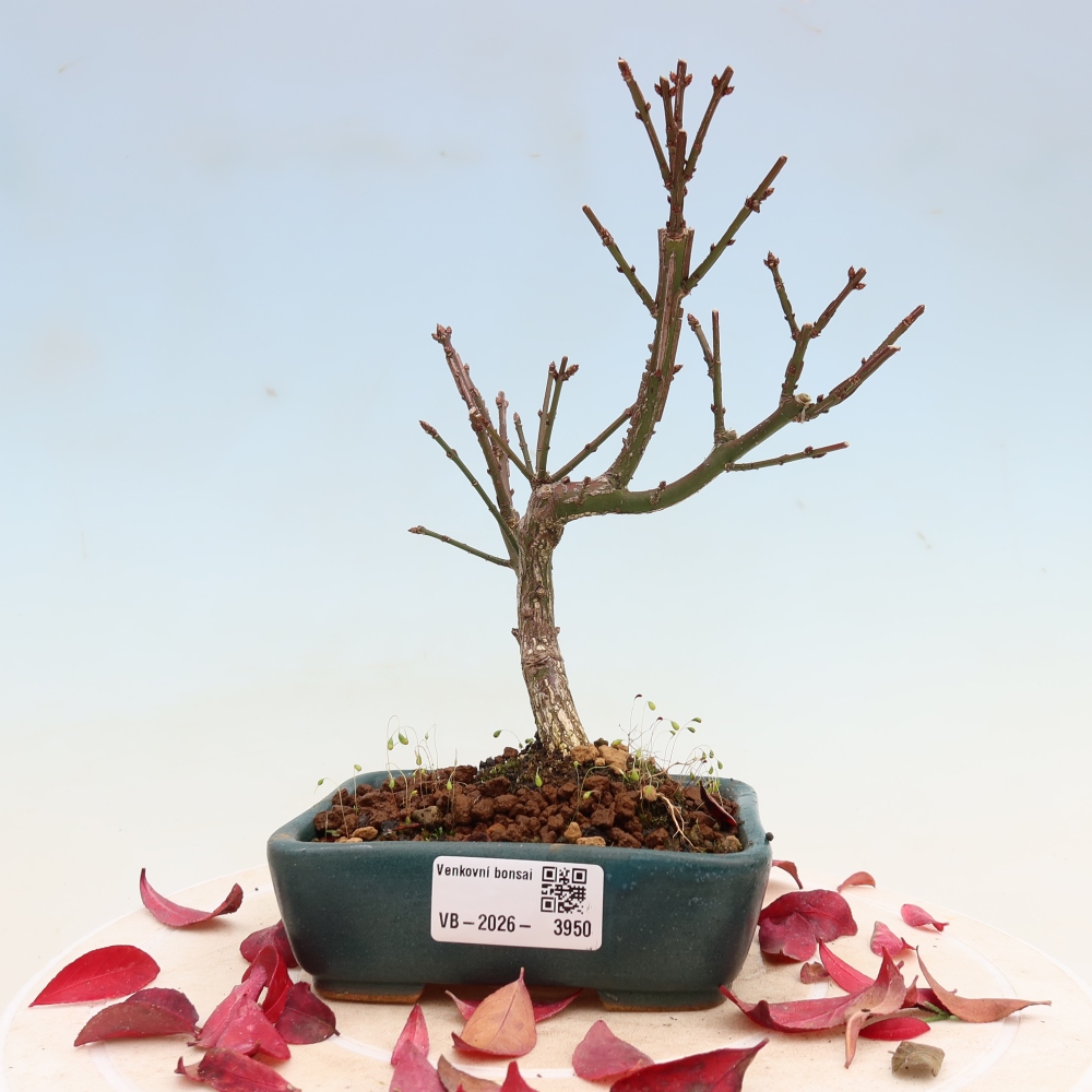 Bonsai voor buiten -  Euonymus alatus comactus  - gevleugelde spindelstruik