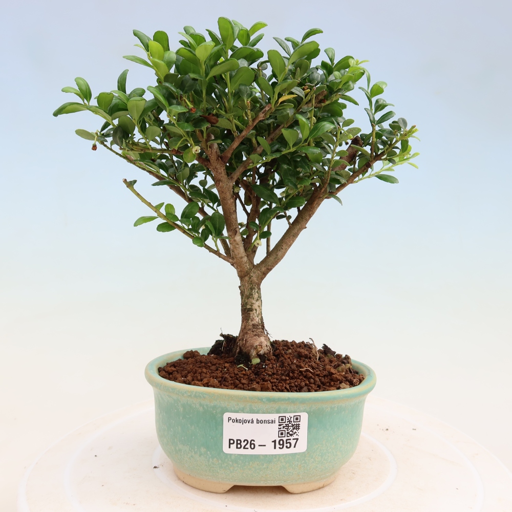 Kamerbonsai - Ilex crenata - Hulst