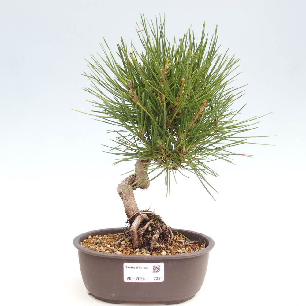 Bonsai voor buiten - Pinus thunbergii - Thunberg den
