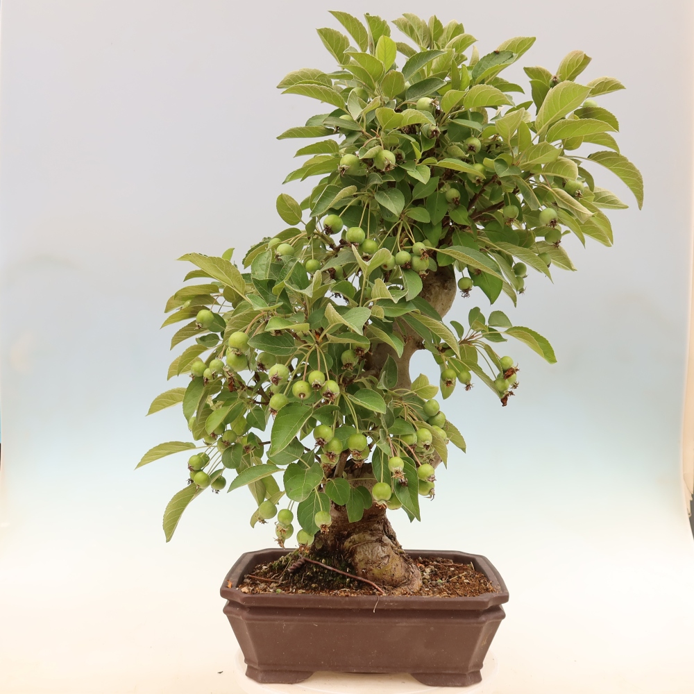 Bonsai voor buiten -Malus halliana - Appelboom met kleine vruchten