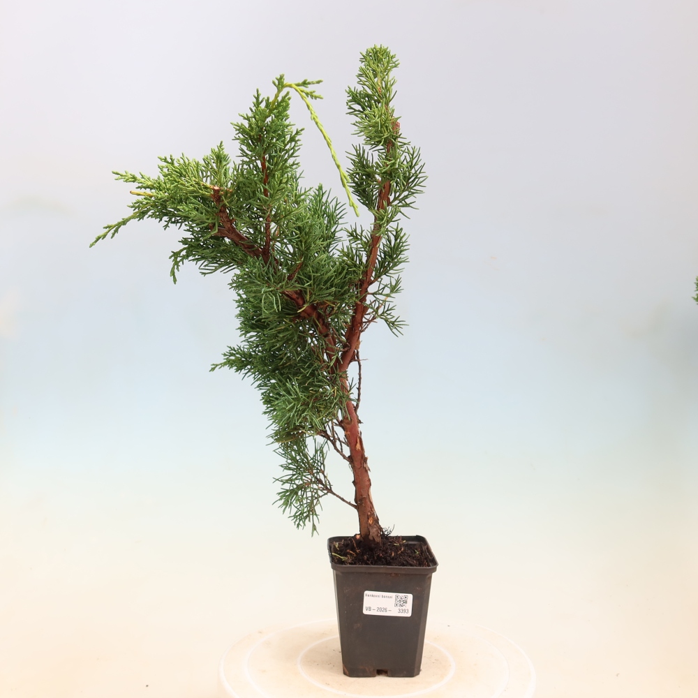 Bonsai voor buiten - Juniperus chinensis Kishu