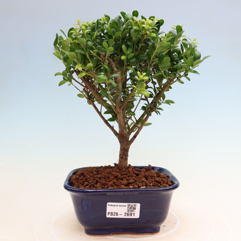 Kamerbonsai - Ilex crenata - Hulst
