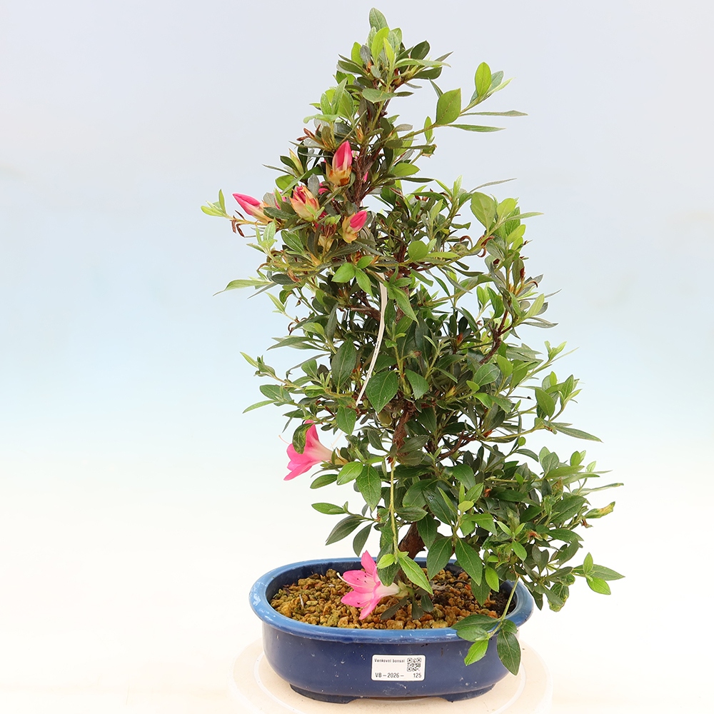 Bonsai voor buiten - Japanse Azalea - Azalea Yoko