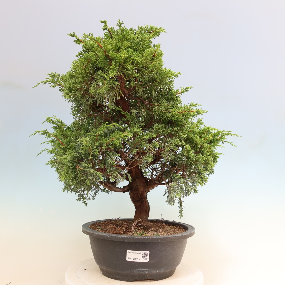 Bonsai voor buiten - Juniperus chinensis Itoigawa-Juniperus chinensis