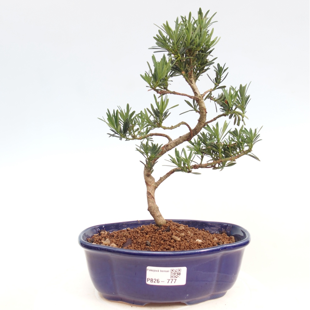 Kamerbonsai - Podocarpus - Taxus