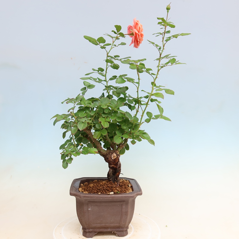 Bonsai voor buiten - Rosa Kordes - roos