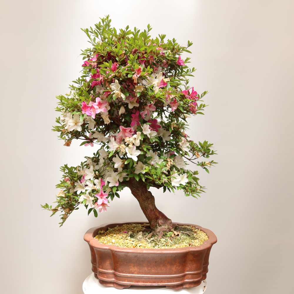 Bonsai voor buiten - Japanse Azalea - Azalea Shunen