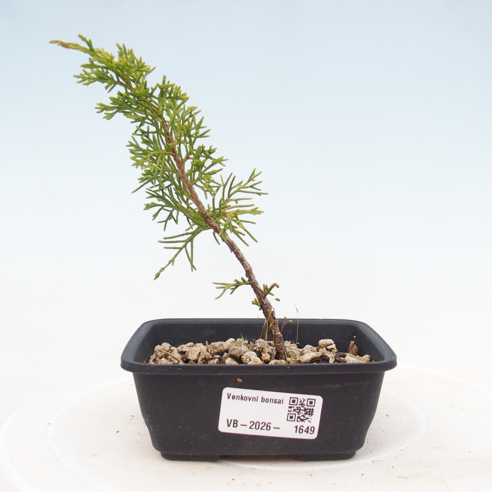 Bonsai voor buiten - Juniperus chinensis Itoigawa