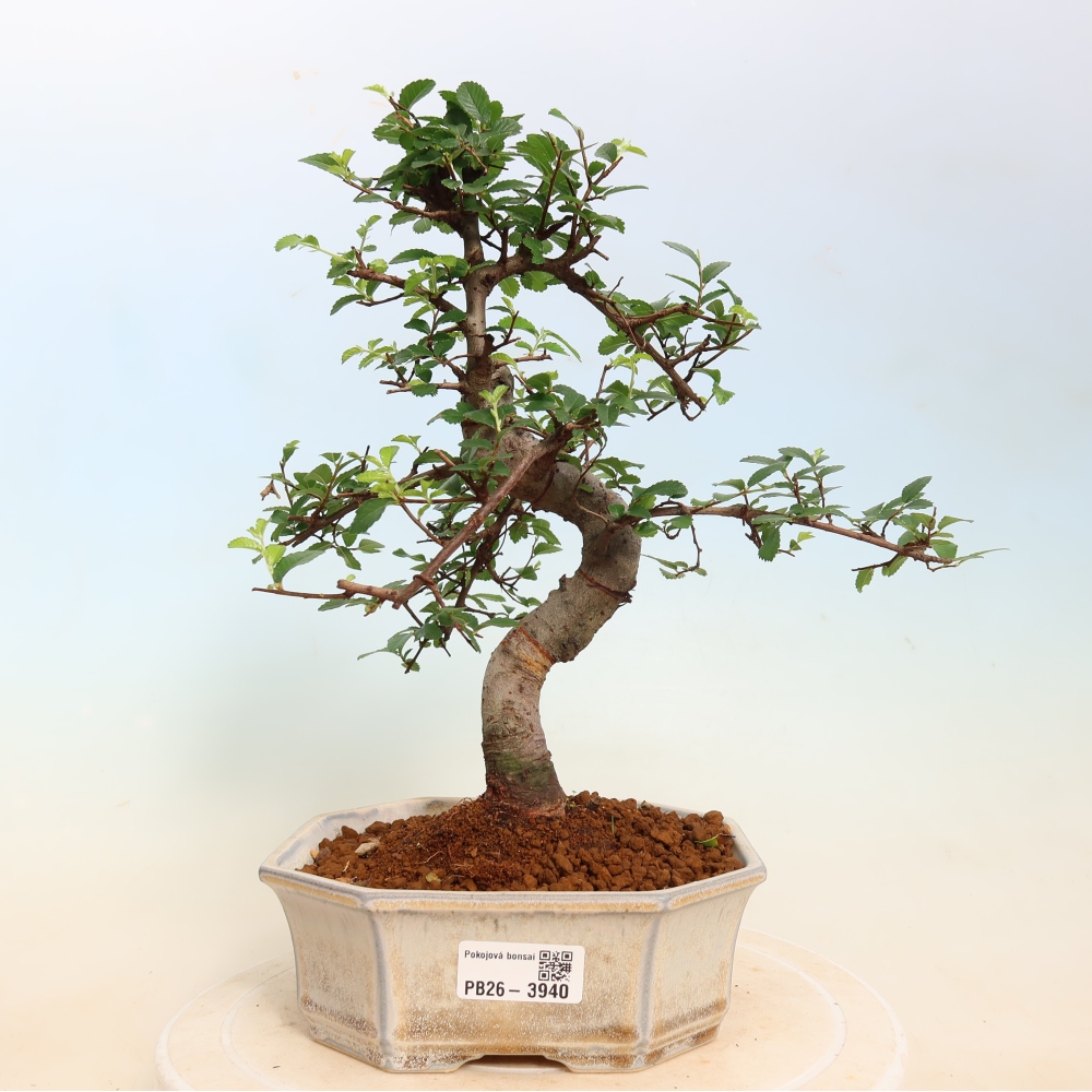Kamerbonsai - Ulmus parvifolia - Winteriep