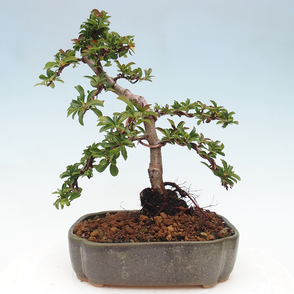 Bonsai-Pyracantha Teton voor buiten -Hlox
