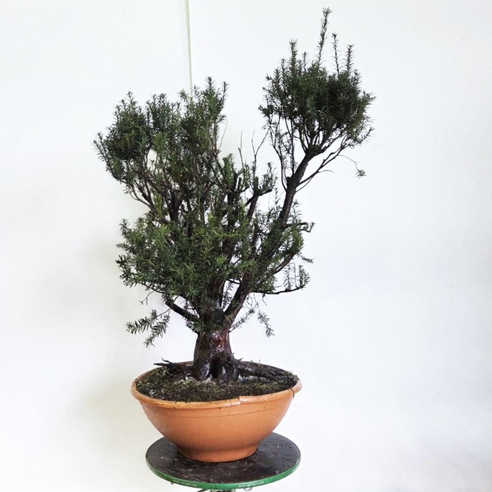 Bonsai Rode Taxus voor buiten - Taxus bacata