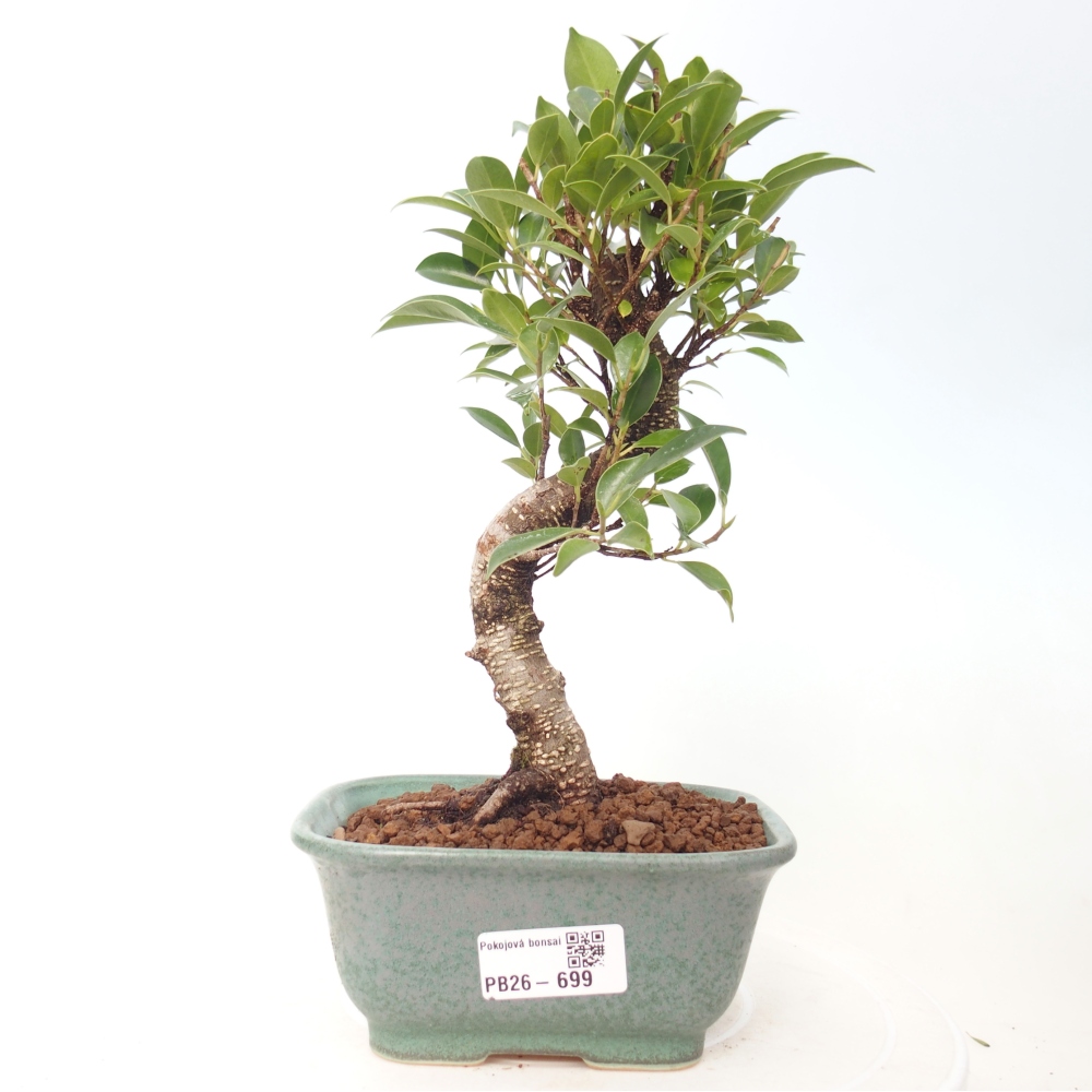 Kamerbonsai - Ficus retusa - kleinbladige ficus