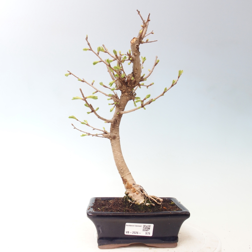 Bonsai voor buiten -Pseudolarix amabis-Pseudolarix amabis