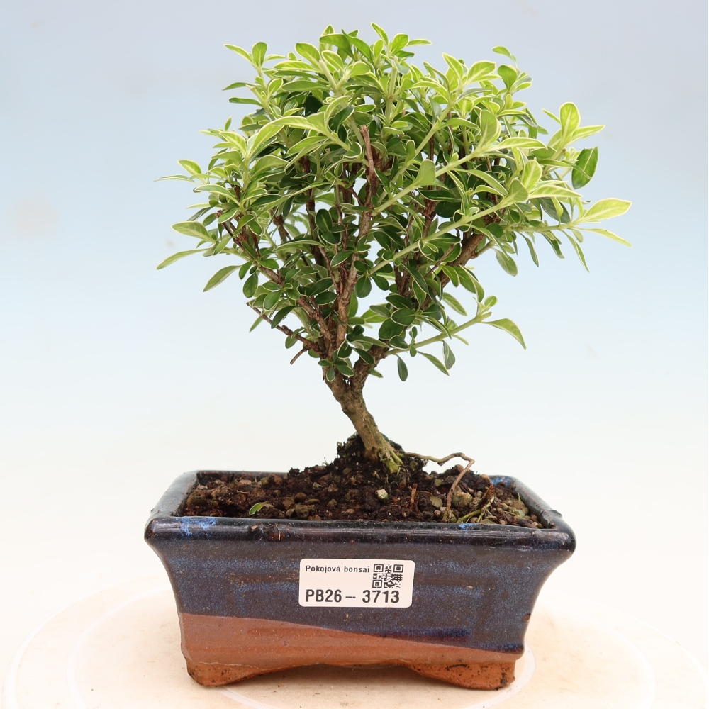 Kamerbonsai - Serissa foetida Variegata - Boom van duizend sterren