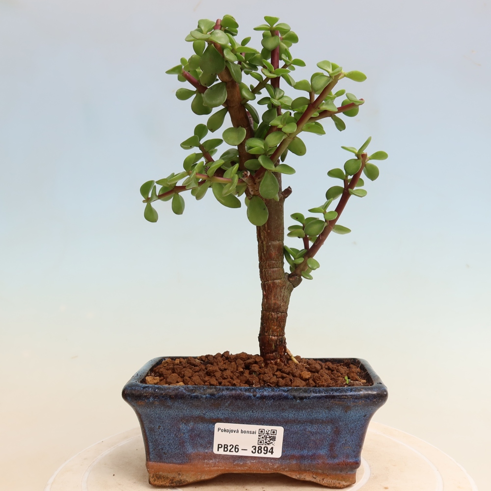 Kamerbonsai - Portulakaria Afra - Tlustice