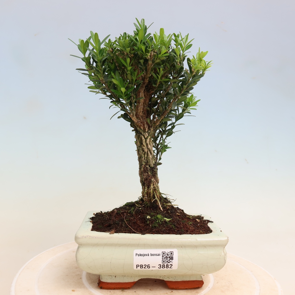 Kamerbonsai - Buxus harlandii - kurk buxus