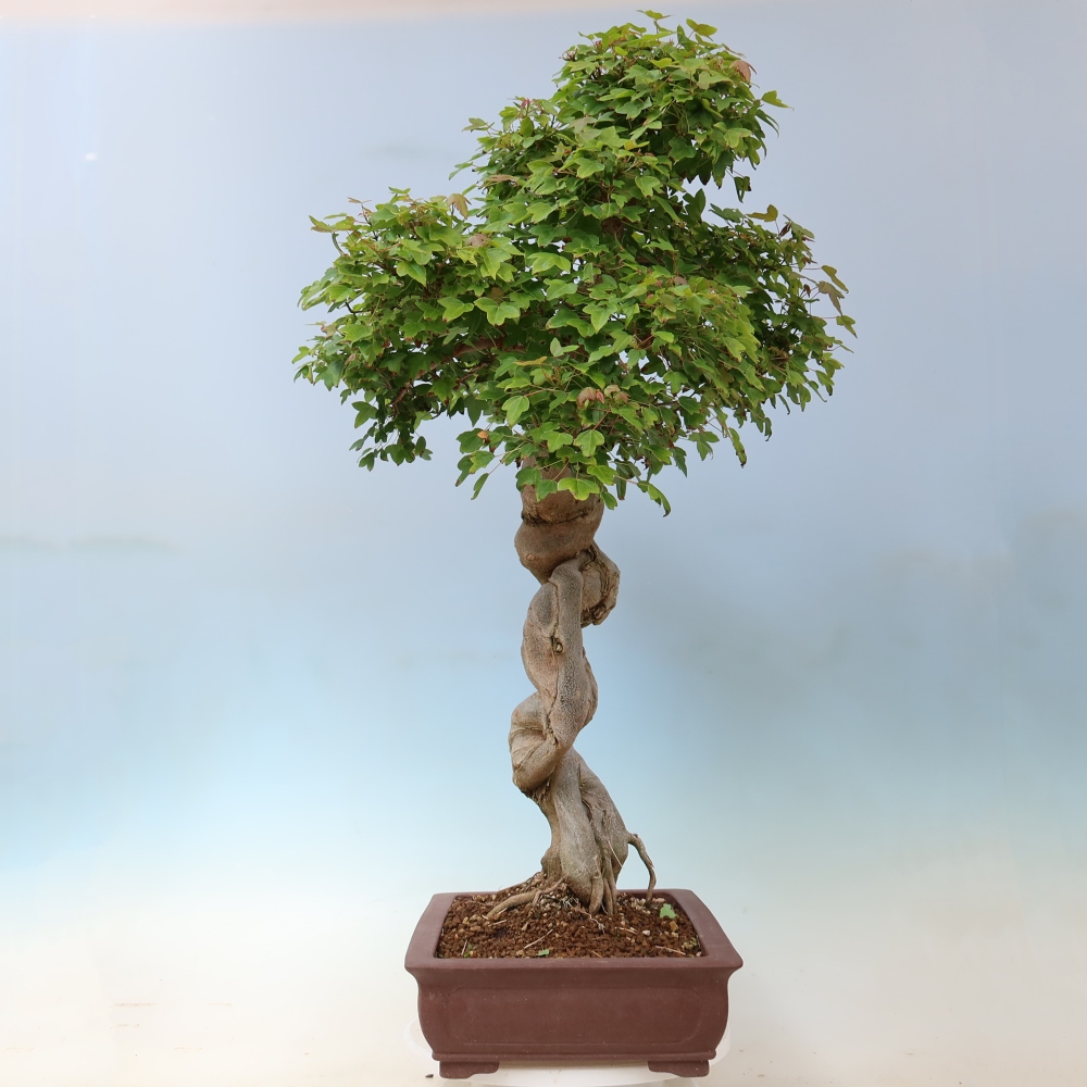 Bonsai voor buiten - Acer Buergerianum - Burgeresdoorn