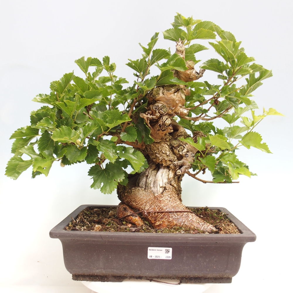 Bonsai voor buiten -Morus alba - moerbei