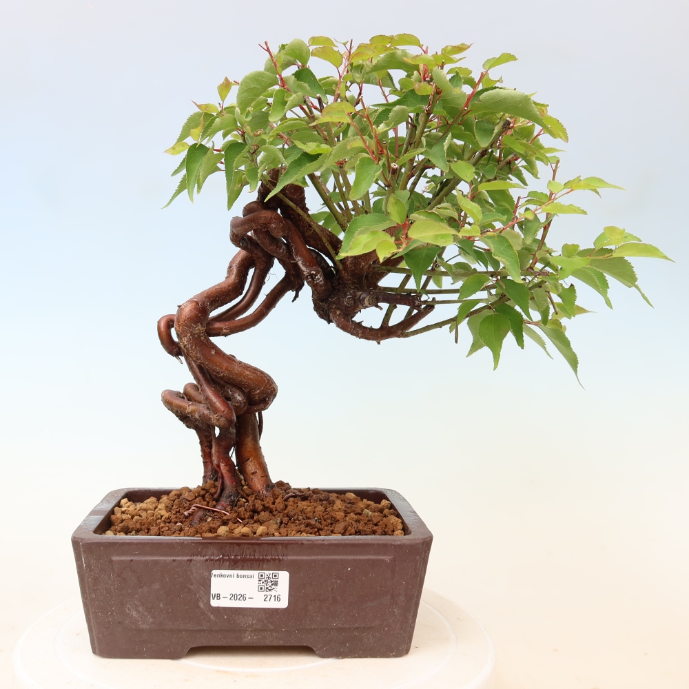 Bonsai voor buiten – Japanse abrikoos – Prunus Mume