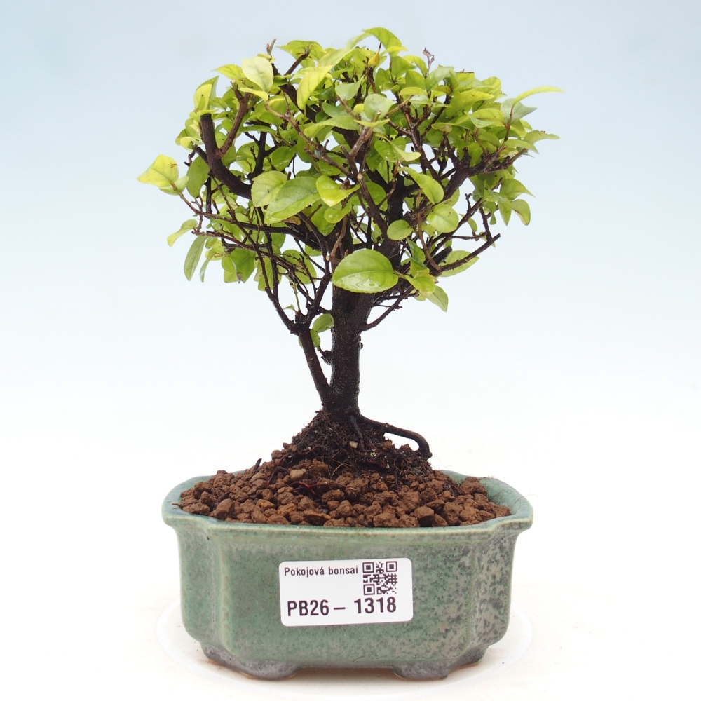 Kamerbonsai - Sageretia thea - Sageretia thea