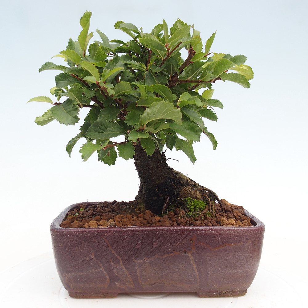 Bonsai voor buiten - Zelkova - Zelkova NIRE